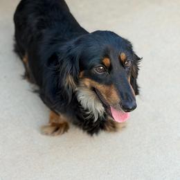 Binelli - Dachshund