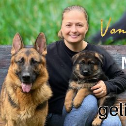 Boy 1 - German Shepherd puppy from Vom Geliebten Haus
