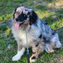 Chisum - Miniature Australian Shepherd