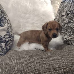Dachshund Puppies from Diana's Dachshunds