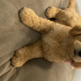 Goldendoodle Puppies from Jeanbeans Doodles