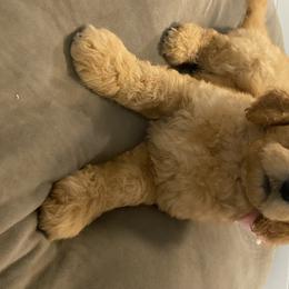 Goldendoodle Puppies from Jeanbeans Doodles