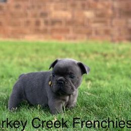 French Bulldogs from Flowers Turkey Creek Frenchies