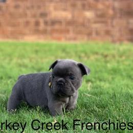French Bulldogs from Flowers Turkey Creek Frenchies