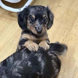 Birdie - Dapple female Dachshund puppy in Coatesville, Indiana from ADH Dachshunds