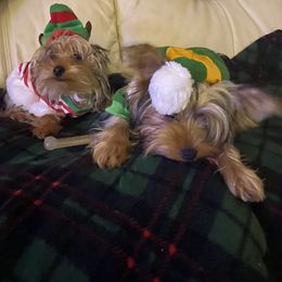 Yorkshire Terrier All Grown Up from My Yorkie Melts❤️❤️❤️