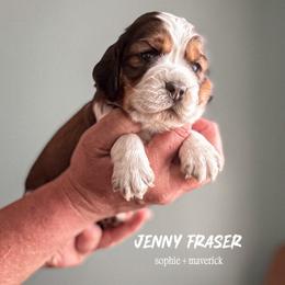 Jenny MacKenzie - Liver white and tan female English Springer Spaniel puppy in Tupalo, Mississippi from Butterfield Trail Farm