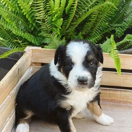 Australian Shepherds from TK Kennels
