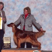 Irish Setter All Grown Up from Keliaire Irish Setters