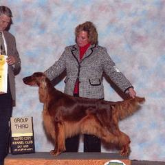 Irish Setter All Grown Up from Keliaire Irish Setters