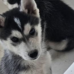 Pomsky Puppies from Peoria Pomskies
