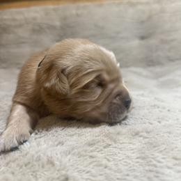 Boy 1-Silver - Golden male Golden Retriever puppy in North Pole, Alaska from Mulberry Retrievers