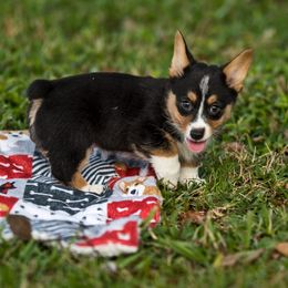 Pembroke Welsh Corgi Puppies from Shells Sunshine Corgis