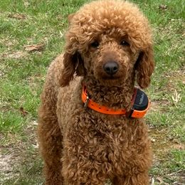 Romeo - Poodle