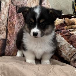 Boy 4 - Black and tan male American Corgi puppy in Visalia, California from VIP Stables