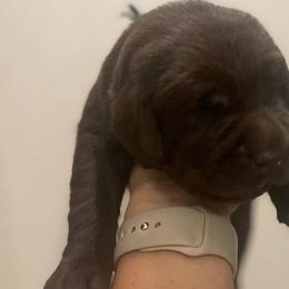 Boy 1 - Chocolate Labrador Retriever puppy in Hutto, Texas from Texas Bluebonnet Labs
