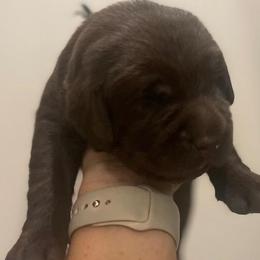 Boy 1 - Chocolate Labrador Retriever puppy in Hutto, Texas from Texas Bluebonnet Labs
