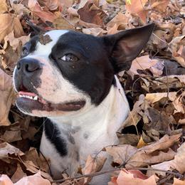 Lizzo - Boston Terrier