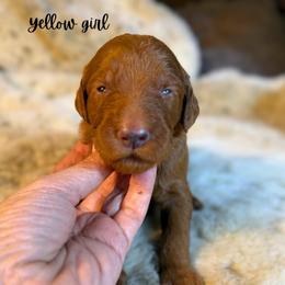 Yellow girl - Red  female Goldendoodle puppy in Valdese, North Carolina from Doodling All Day Goldendoodles