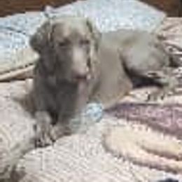 Sage - Weimaraner
