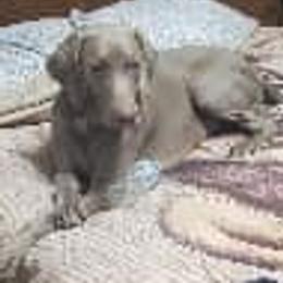 Sage - Weimaraner