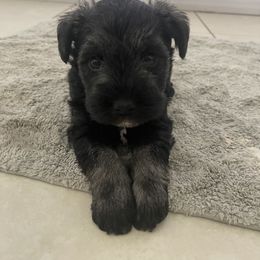 Miniature Schnauzer Puppies from Aria's Miniature Schnauzers