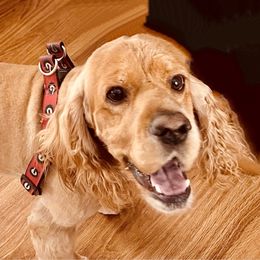 Spencer aka pup pup daddy - Cocker Spaniel