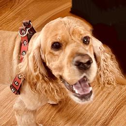 Spencer aka pup pup daddy - Cocker Spaniel