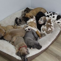 Great Dane puppies from HCR Great Danes