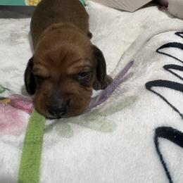 Green collar male - Red male Dachshund puppy in Pleasant Plains, Arkansas from JGBs Dachshunds