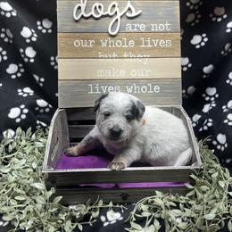 Orange collar - Blue speckled male Australian Cattle Dog puppy in Saint Albans, Maine from Australian Cattle Cuties and littles