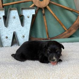 Girl 2 - Black tri female Miniature Australian Shepherd puppy in Checotah, Oklahoma from Wild Outlaw Aussies