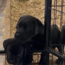 Jett - Black male Cane Corso puppy in San Isidro, Texas from MTZCC Ranch, LLC