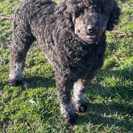 Boy 2 - Black and white Aussiedoodle puppy in Missouri from Double K Farms