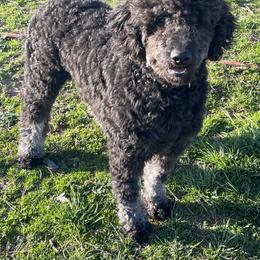 Boy 2 - Black and white Aussiedoodle puppy in Missouri from Double K Farms