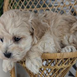 Firecracker - Cream male Havapoo puppy in Burlington, Iowa from River View Puppies