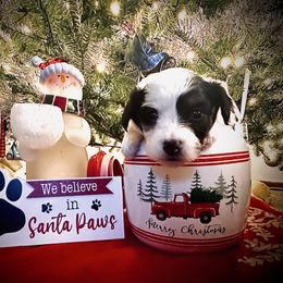 Pumpkin - White black and tan female Papillon puppy in Coatesville, Indiana from Wendy’s Wings