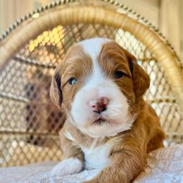 Punkin - Red  female Goldendoodle puppy in Cannon County, Tennessee from Hilltop Doodles and Poodles