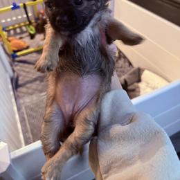 Chihuahua Puppies from Plum and Pom Kennel
