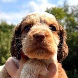 Sleepy - Liver white and tan male English Springer Spaniel puppy in Bay City, Wisconsin from Springer Hills Farm