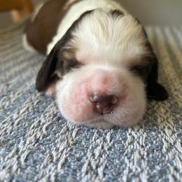 Mango - Red and white male English Springer Spaniel puppy in Kellyton, Alabama from Wildwood
