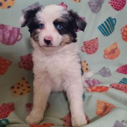 Mimo Lella - Blue merle male Toy Australian Shepherd puppy in Laconia, Indiana from Beasley Acres Aussies