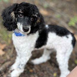 Jamie - Poodle