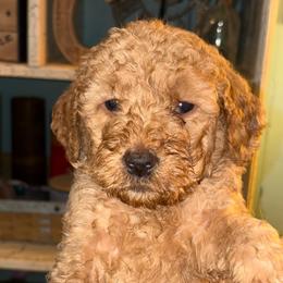 Girl 4 - Apricot female Goldendoodle puppy in Holly, Colorado from Vida’s Loving Doodles