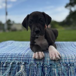 Tent - Black and white male Great Dane puppy in Granby, Missouri from F5
