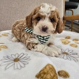 Bronco - Red  male Goldendoodle puppy in Fordland, Missouri from K&K's Puppy Kingdom