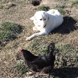 Maremma Sheepdog All Grown Up from The Ewe Crew Homestead