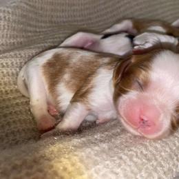 Cavalier King Charles Spaniel Puppies from Snowtrain Cavaliers