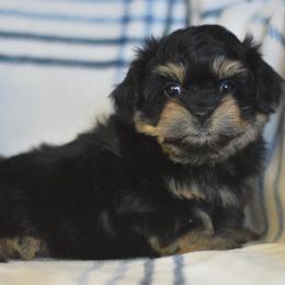 Blizzard - Black and white male Shichon puppy in Delta, Colorado from PTK Ranch