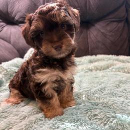 Sandy - Chocolate female Yorkipoo puppy in San Antonio, Texas from Sweet as dessert puppies